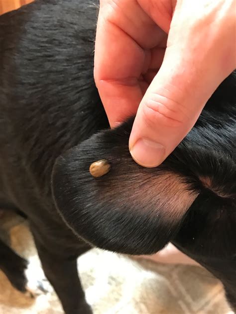 Wantagh dog contracts Lyme Disease from tick bite | Herald Community ...