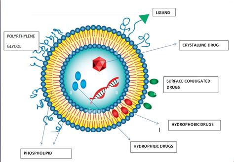 Cureus | The Application of Nanotechnology and Nanomaterials in Cancer ...