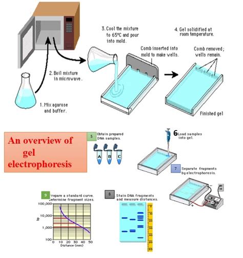 Gel electrophoresis: Types, introduction and their applications