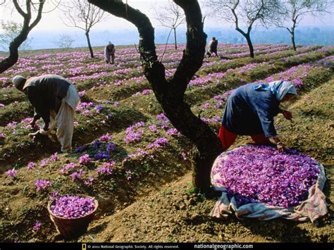 Kashmir, India, Saffron Field, 1999, Photo of the Day, Picture ...