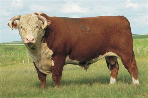 Beef Cattle Discovery - Breeds - Hereford | Animal & Food Sciences