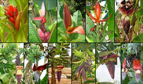 Genetic Diversity in Bananas and Plantains (Musa spp.) | IntechOpen