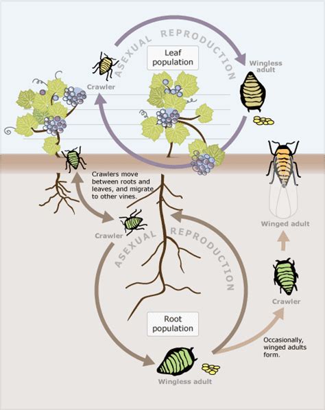 Phylloxera aphid life cycle – Viticulture – Te Ara Encyclopedia of New ...