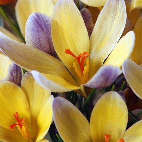 14 Beautiful Crocus Varieties to Plant