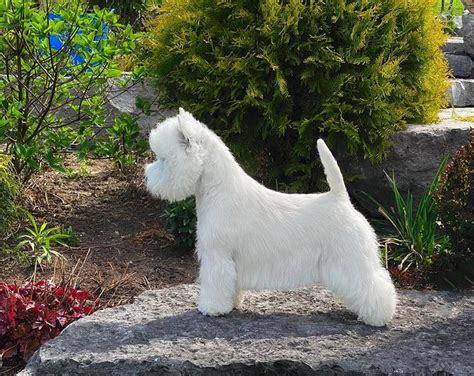 Top 6 Westie Haircuts That You Will Never Look At West Highland White ...