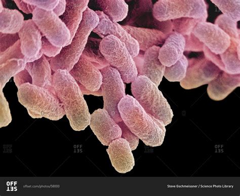 Escherichia Coli Microscope