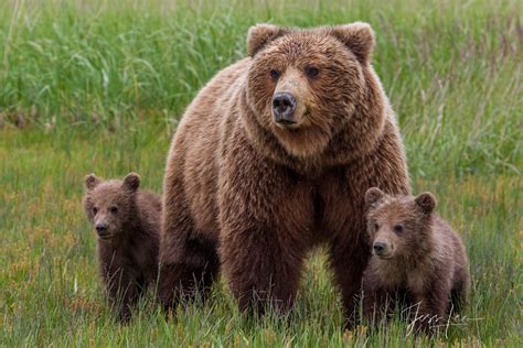 Brown Bear Mom abd Cubs Photo 249 | Alaska, Lake Clark | Photos by Jess Lee