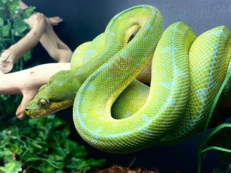 Baby Jayapura Green Tree Python - Reptiles For Sale