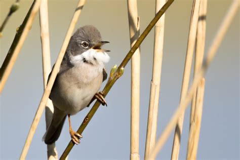 Walks With Wardens - International Dawn Chorus Day - Avalon Marshes