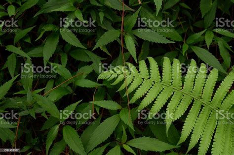 Pakis Plants Or Paku Pakuan Plants Or Fern Leaf Stock Photo - Download ...