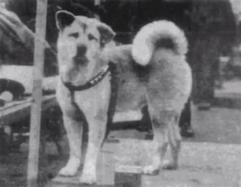 The Amazing And True Story Of Hachiko The Dog