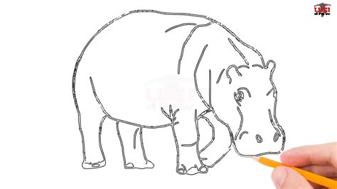 How To Draw A Hippo Easy Step By Step