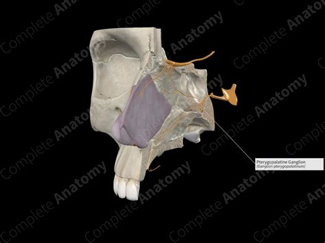 Pterygopalatine Ganglion | Complete Anatomy