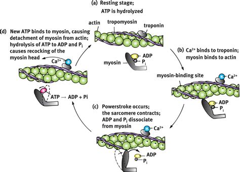 actin myosin muscle contraction cycle - DriverLayer Search Engine