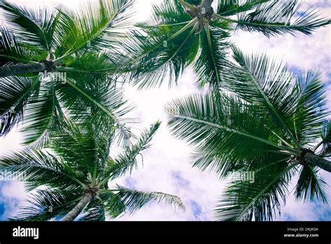 Palm trees in Puerto Rico Stock Photo - Alamy