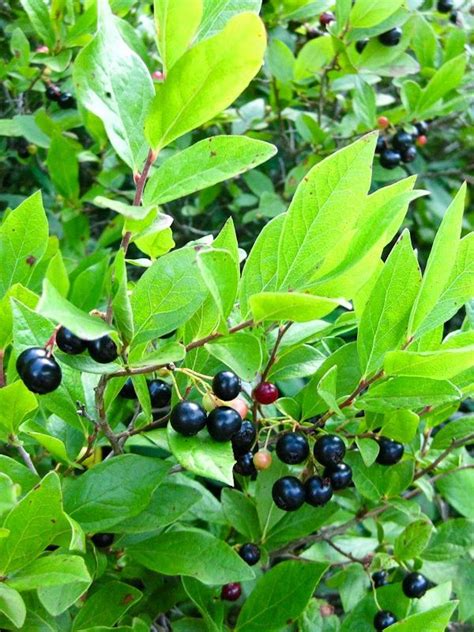 Gaylussacia baccata - Black Huckleberry - Long Island Natives