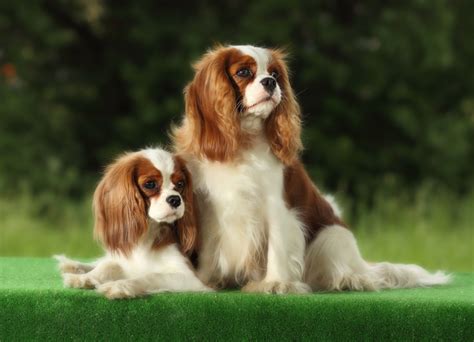 List of Best Small Dog Breeds with Pictures | 101DogBreeds.com