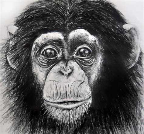 Monkey drawing, Face drawing, Watercolor paintings of animals