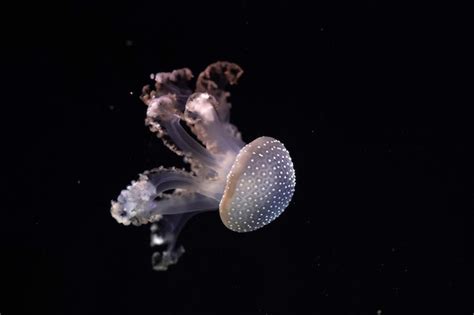 Premium Photo | White spotted jellyfish underwater