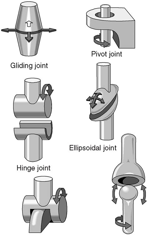 [View 23+] Ball And Socket Joint And Hinge Joint