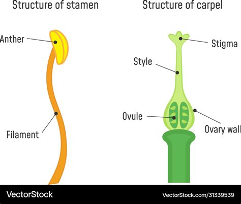 Structure stamen and carpel flower part Royalty Free Vector