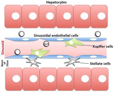 IJMS | Free Full-Text | Importance of Kupffer Cells in the Development ...