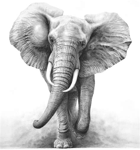 Pinterest | Elephant sketch, Elephant tattoo design, Elephant drawing