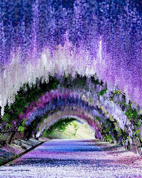 Wisteria Tunnel, Kawachi Fuji Gardens - Japan 💜#wonderful_places ...