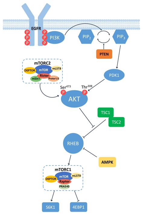 Pharmaceutics | Free Full-Text | Targeting EGFR/PI3K/AKT/mTOR Signaling ...