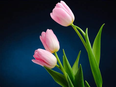 Pink Tulip Flower Pictures - 2013 Wallpapers | Tulip flower pictures ...