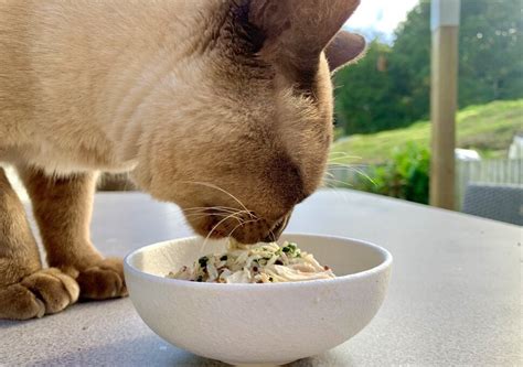 Vet Approved Homemade Cat Food Recipes: Ultimate Guide.