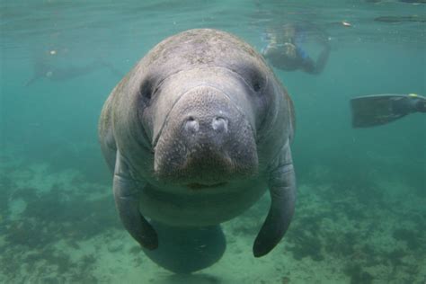 Manatee Habitat at Bishop Museum Will Reopen This Month | Sarasota Magazine