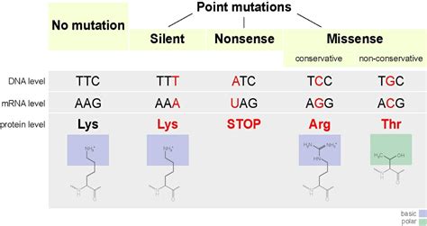 Missense Mutation | Biology Dictionary