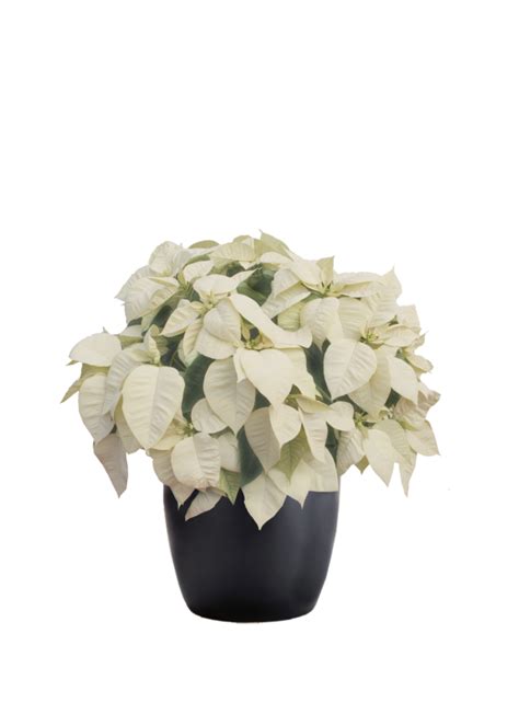 Poinsettia White | Phillip's Interior Plants & Displays