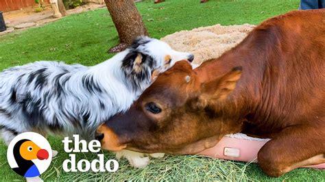 Baby Cow Loves Chasing His Dog Sibling | The Dodo Odd Couples - YouTube