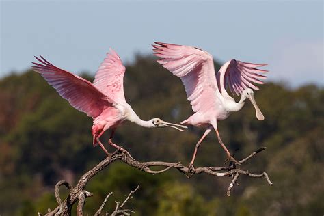 Animals That Live In Mangrove Forests