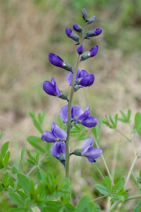 Wild Blue Indigo Seeds - The Plant Good Seed Company