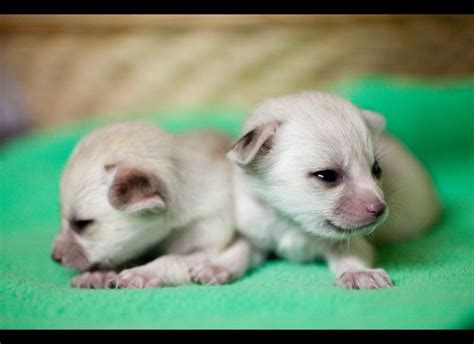 Newborn foxes. | Fennec fox, Animals, Baby animals