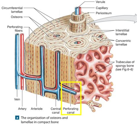 Osseous Tissue Diagram