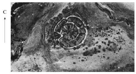 The ancient settlement of Arkaim. An aerial view. The scale is 1:5000 ...