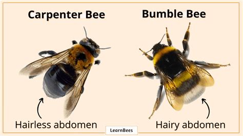 Carpenter Bee vs. Bumble Bee: What's the Difference?