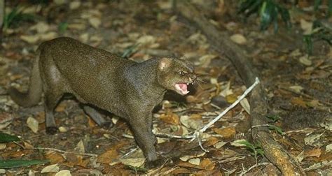 Photos of Wild Cat Jaguarundi (30 pics)