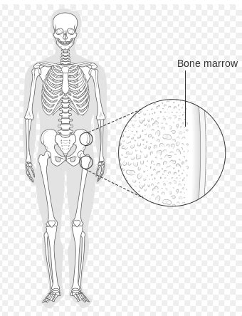 Bone Marrow - Physiopedia