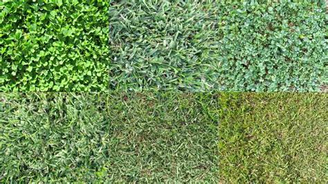 10 Best Types of Grass for Your Lawn: A Full Guide