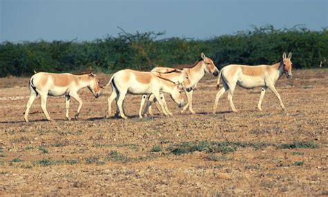 Things to Do and See in Little Rann of Kutch in India