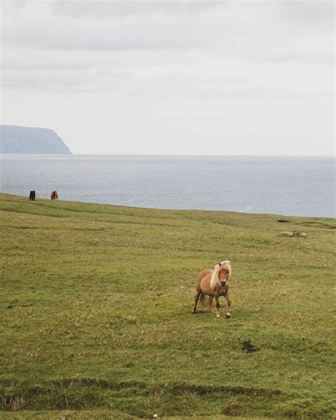 My Favorite Airbnb in the Faroe Islands: A Farmhouse With Ocean Views ...