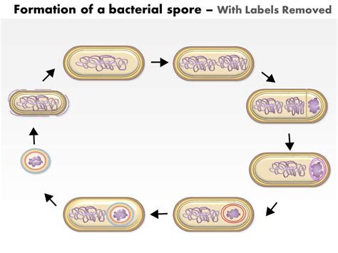 0614 Formation Of A Bacterial Spore By Bacillus Subtilis Medical Images ...