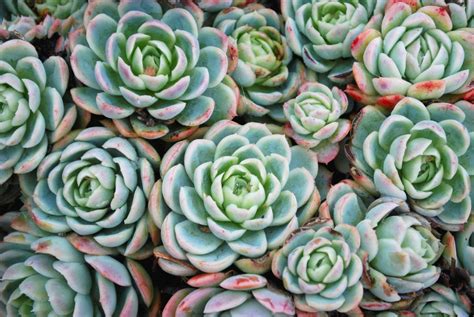 Fight off winter blues with budget-friendly succulent plants - [225]