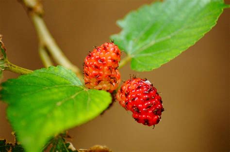 Red and White Mulberry Information and Identification