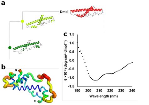 New proteins from nowhere -- how evolution shapes the structure and ...